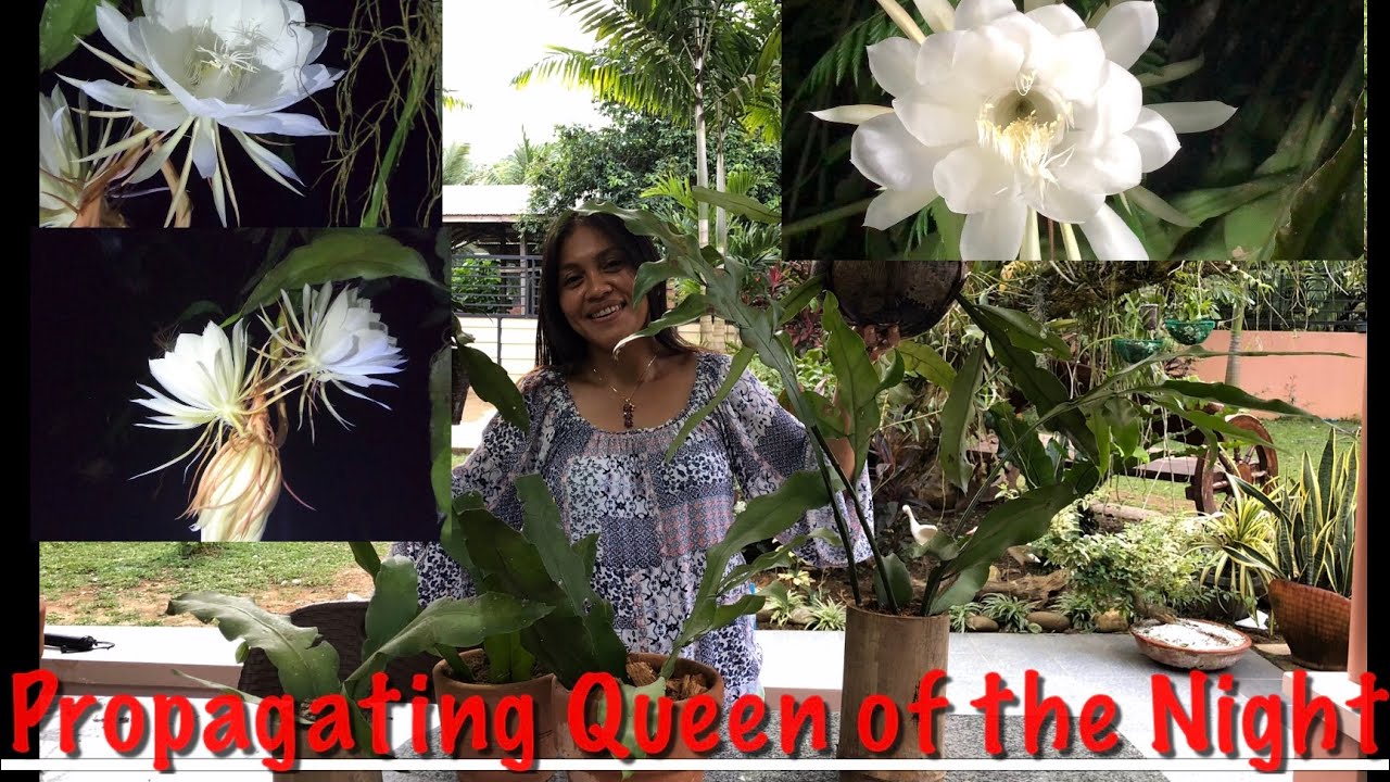 Different Ways of Propagating Queen of the Night /Epiphyllum oxypetalum /Dutchman's pipe cactus