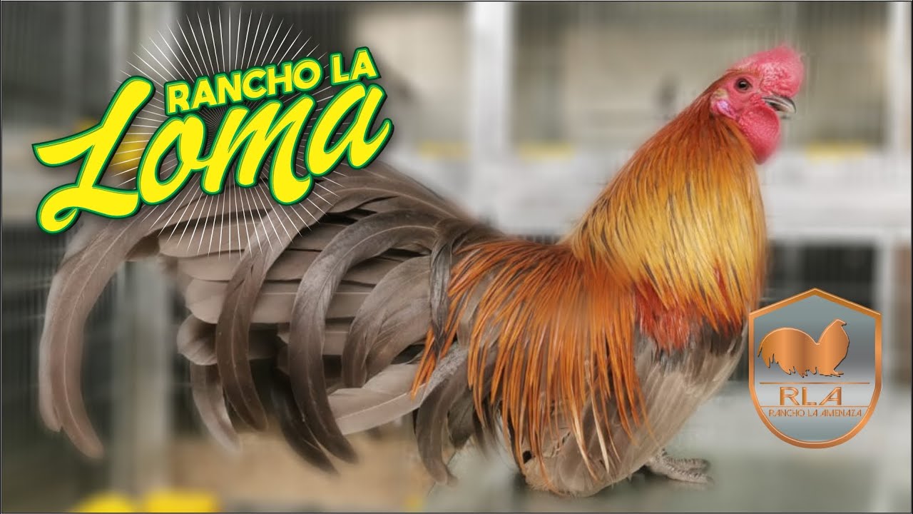 No es cualquier cosa Rancho la Loma