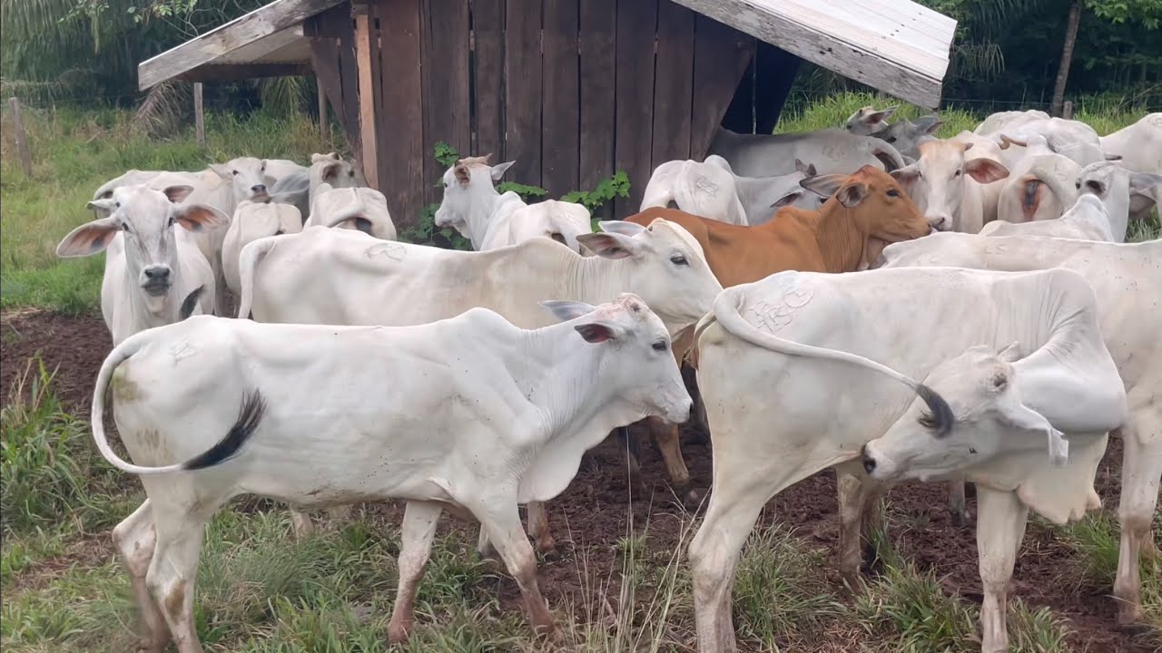 Recria de Bizerras 
