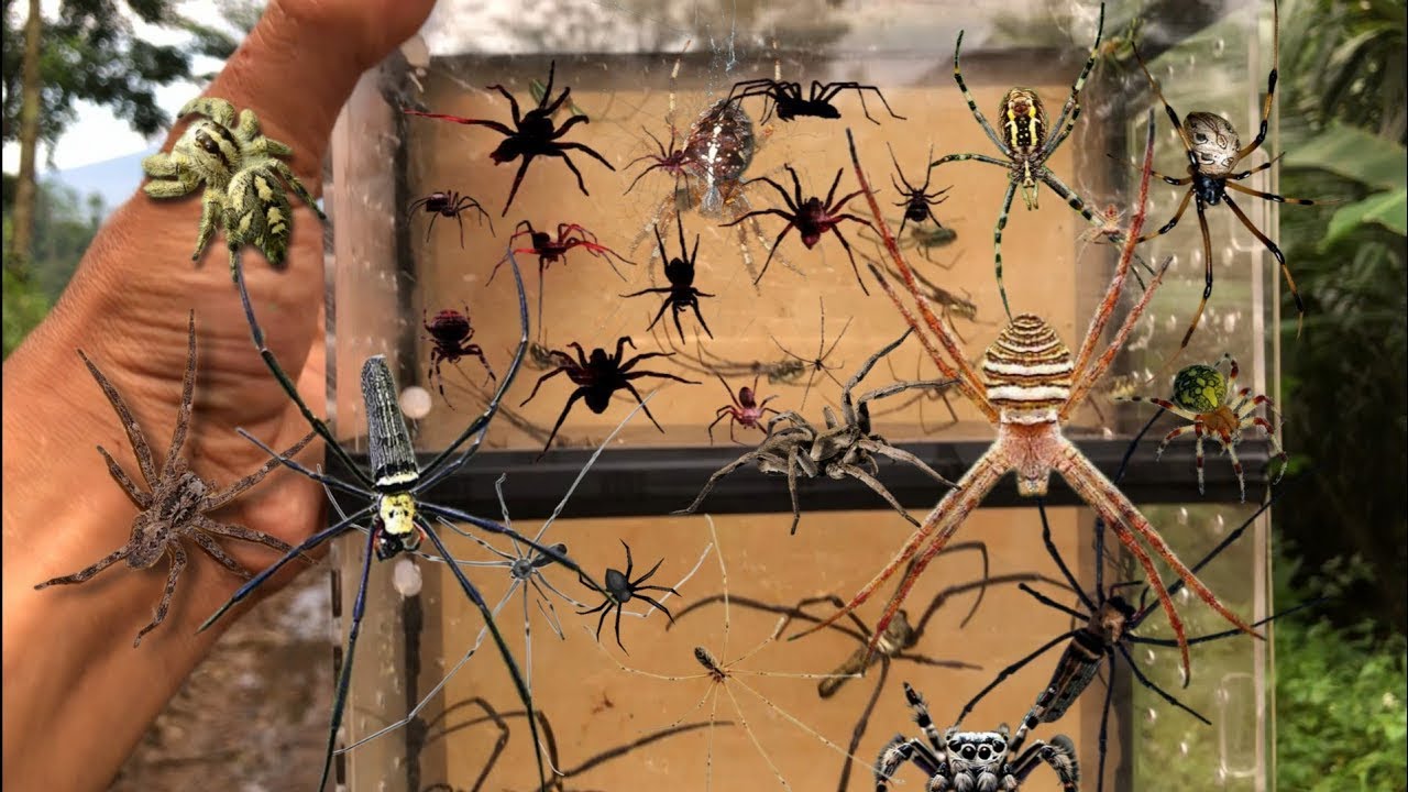 Hunt a thousand spiders‼️catch orb weaver spiders, jump spiders, longlegh spiders, diving spiders