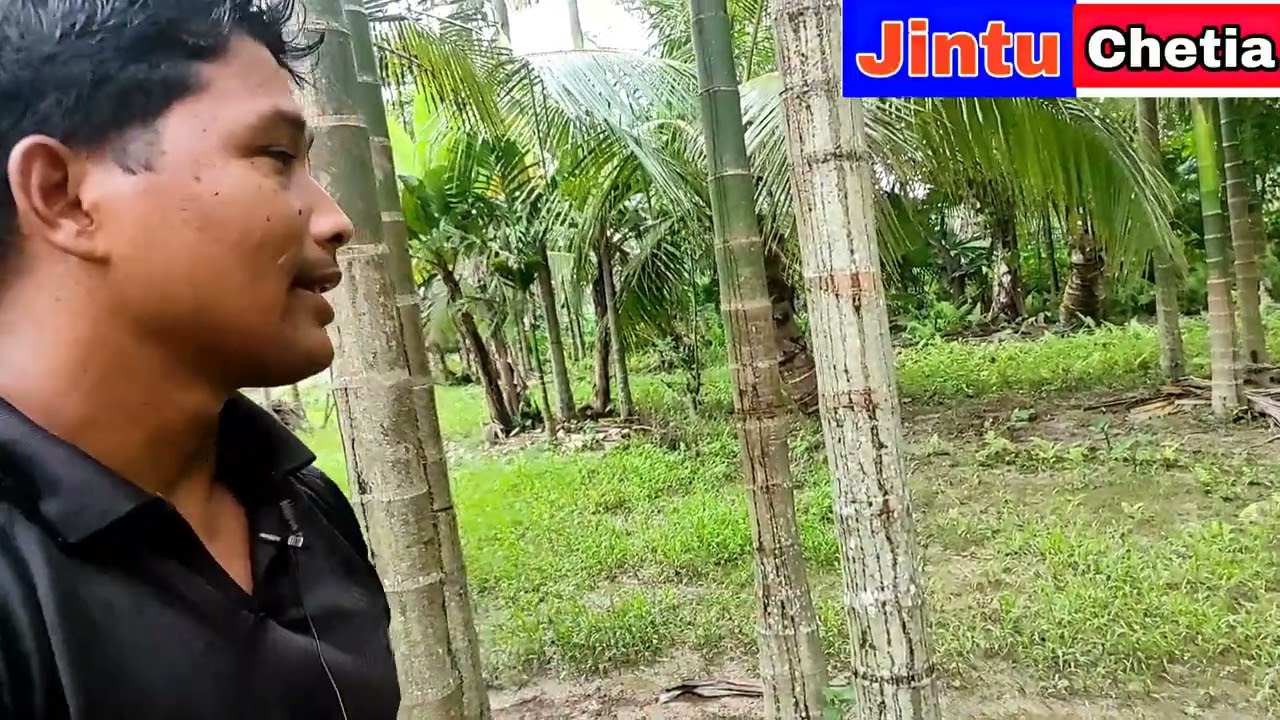 লাগিলে তামুল‌ নালাগে নালাগিলে লাগে এই বিষয়ে ধনিৰাম দাদাই কি কয় শুনো আহক।#ধনিৰাম_চেতিয়া।