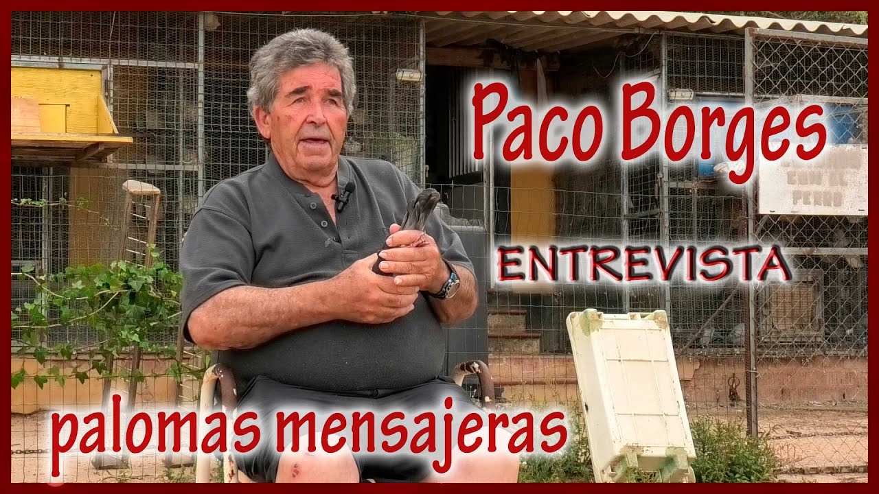 PALOMAS MENSAJERAS.- Paco Borges.