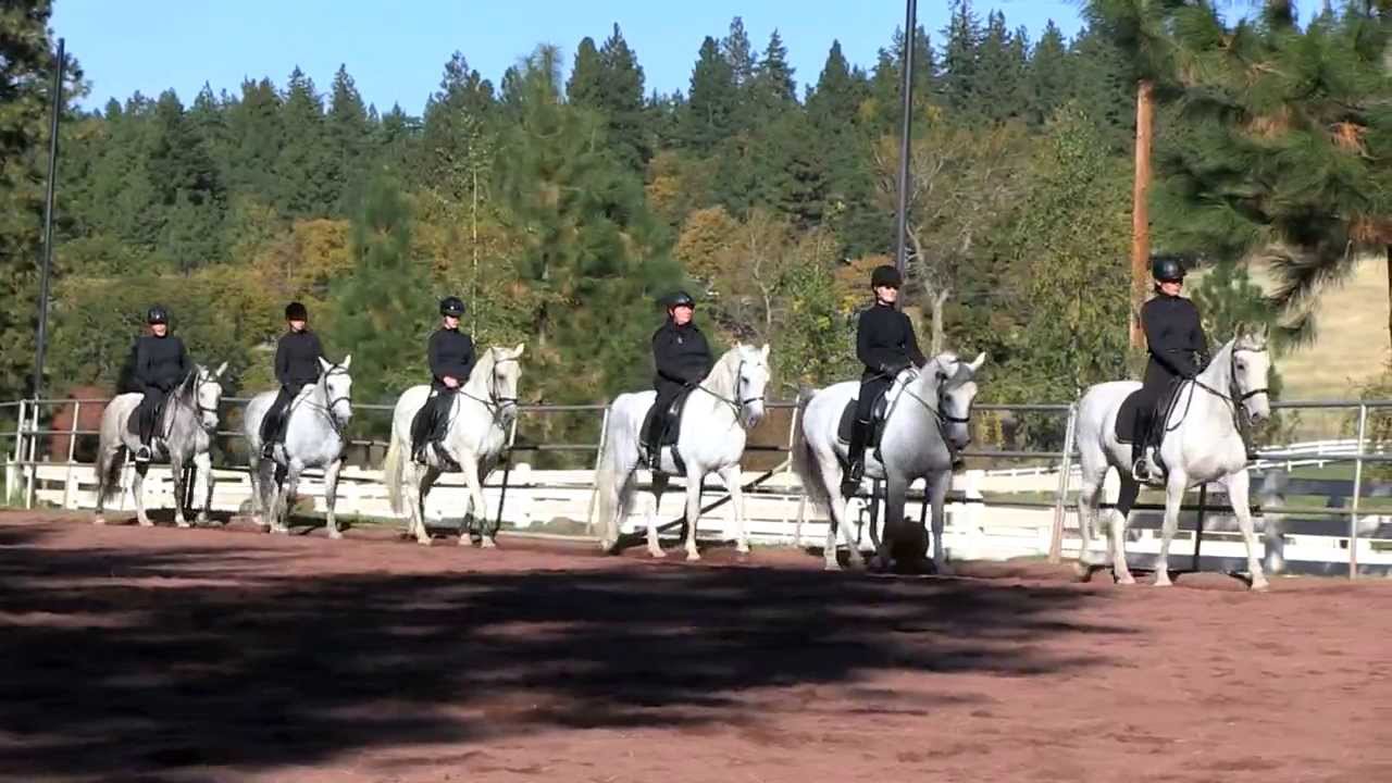 The Lipizzan