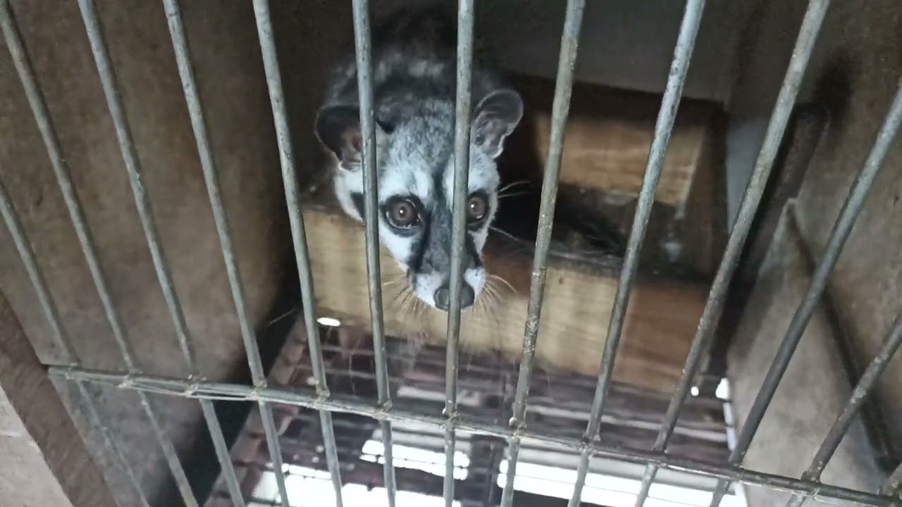 Chuồng và trại nuôi chồn hương