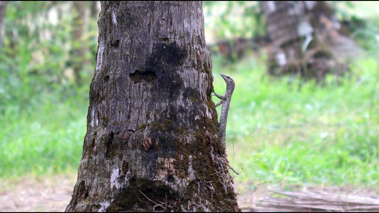 Juvenile Monitor Lizard exploring the world.