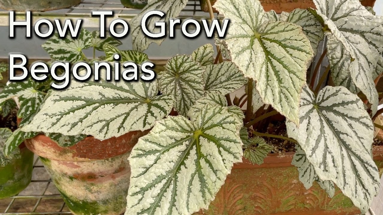 How To Grow Begonias - Plant  Care- Light, Watering & Fertiliser for all types of Begonias.