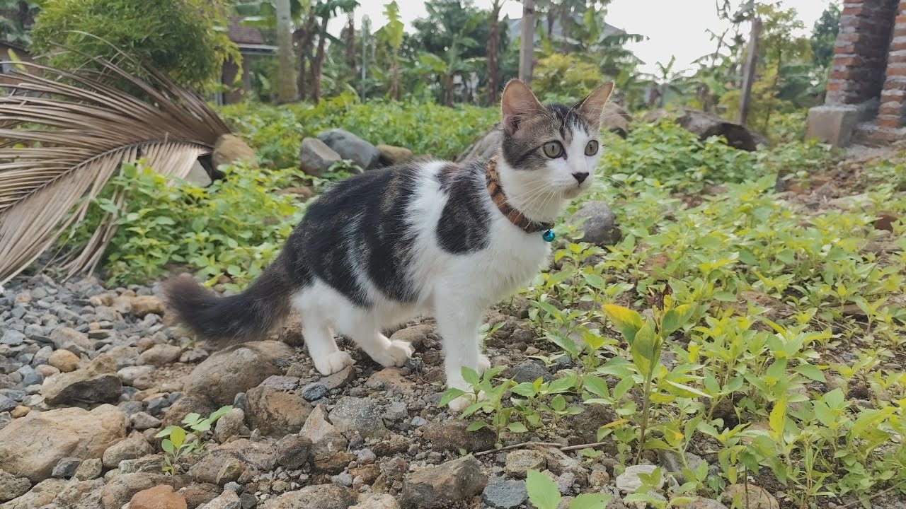 🔥It's fun to be with this cat‼️bang fu animals