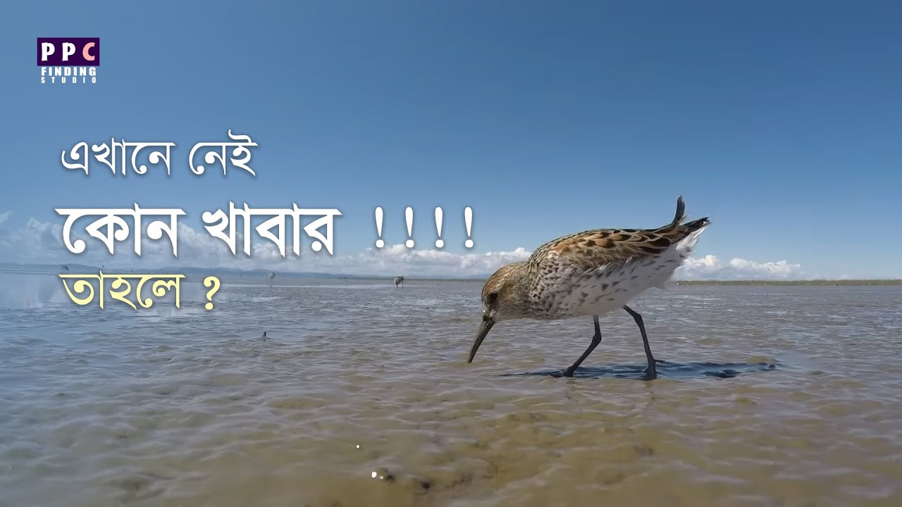পরিযায়ী পাখিরা দীর্ঘক্ষণ উড়বার শক্তি পায় কিভাবে | How Migratory Birds fly Long Distances?