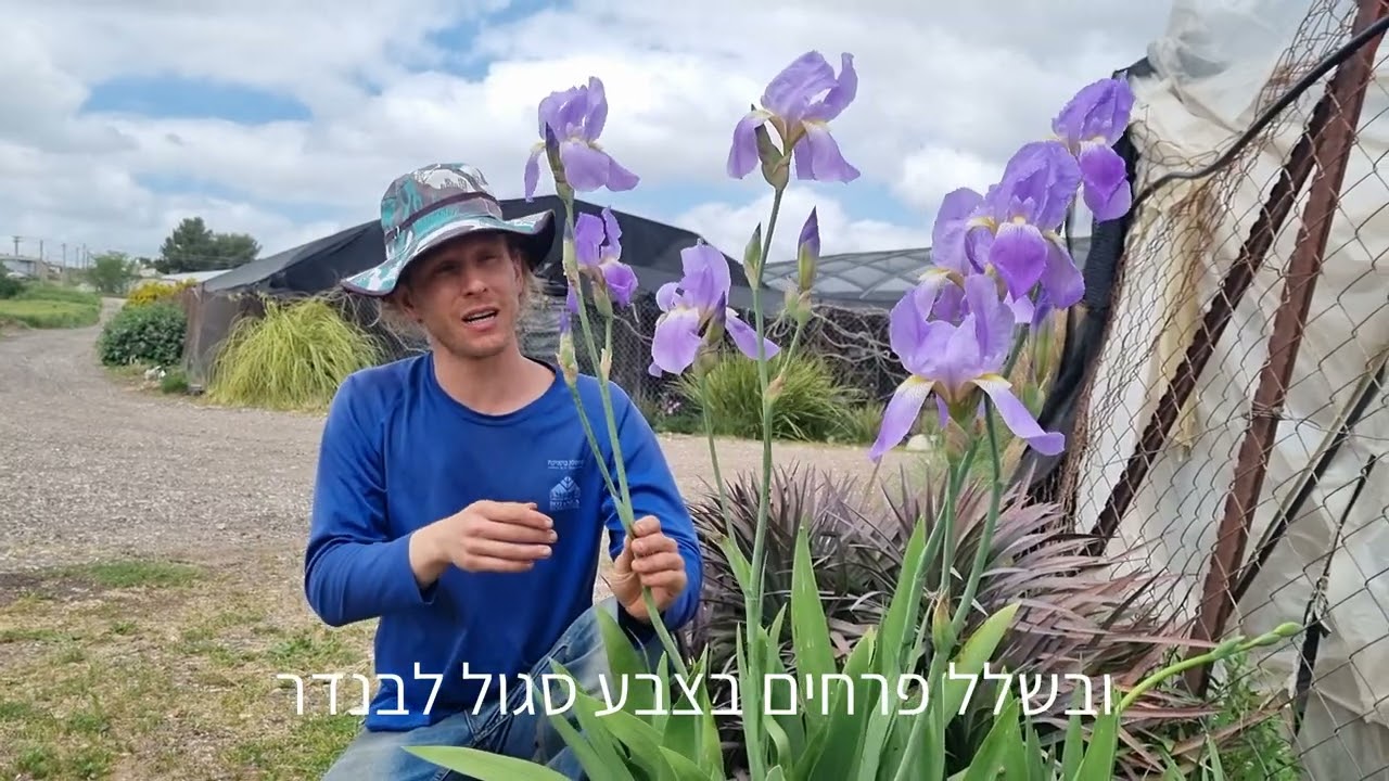 איריס ארם נהריים