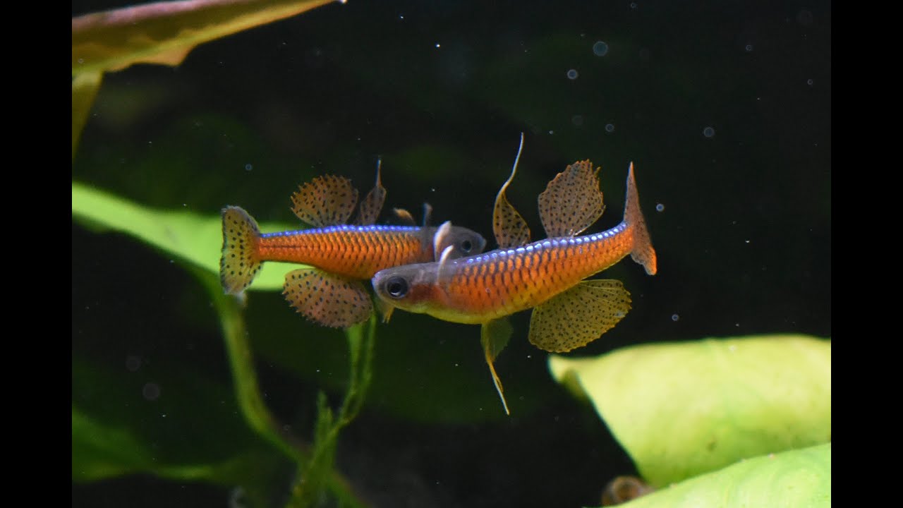 Breeding Blue Eyes: 4 Species 4 Ways