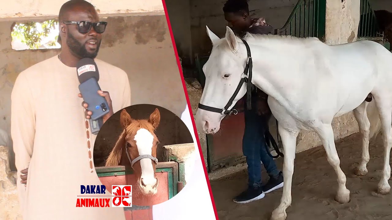 Ay secret you doy waar thi Fass (Le secret le plus intime entre le cheval et son cavalier)
