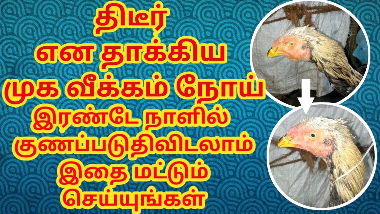 Kozhi Muga veekam treatment #கோழி முக வீக்கம் மருத்துவம்