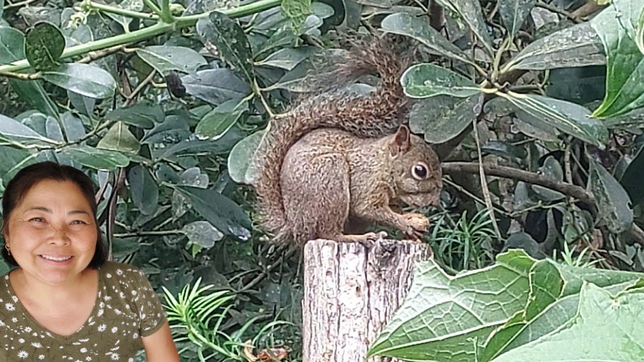 HOJE O ESQUILO VEIO COMER COQUINHOS | REPLANTEI ORQUÍDEAS DENDROBIUM QUE COMPREI