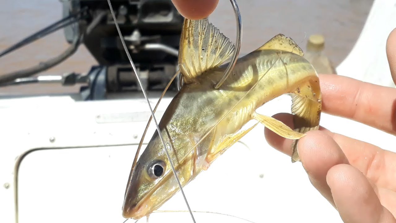 EXCELENTE CARNADA - Como Encarnar Amarillo - para Surubíes, Dorados, Patíes, Palometas, Tarariras