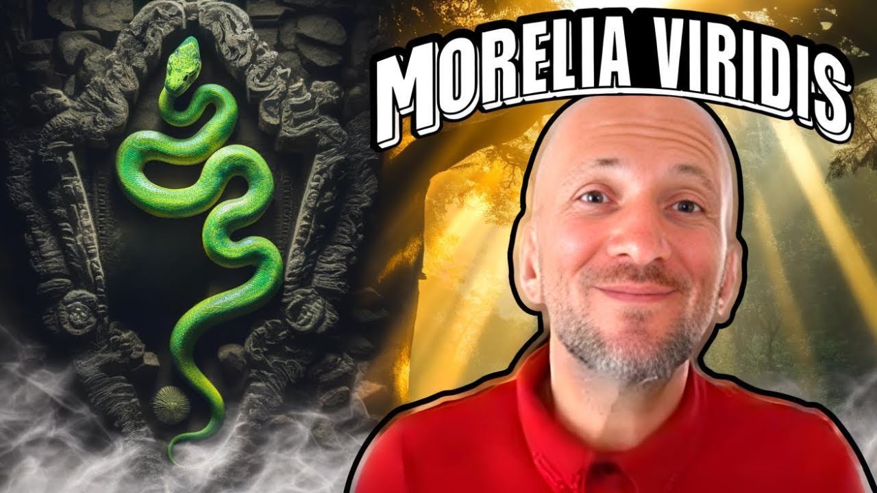 Installer un Morelia viridis : Le Guide Ultime
