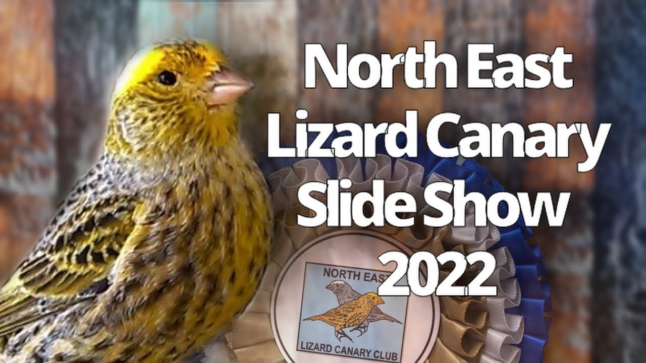 lizard canary slide show