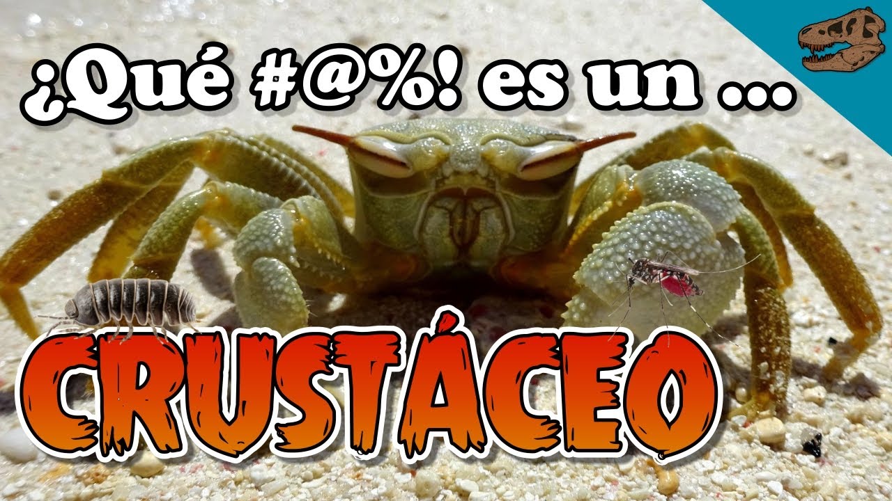 &iquest;Qu&eacute; #@%! es un CRUST&Aacute;CEO? - Y &iquest;son los insectos crust&aacute;ceos?