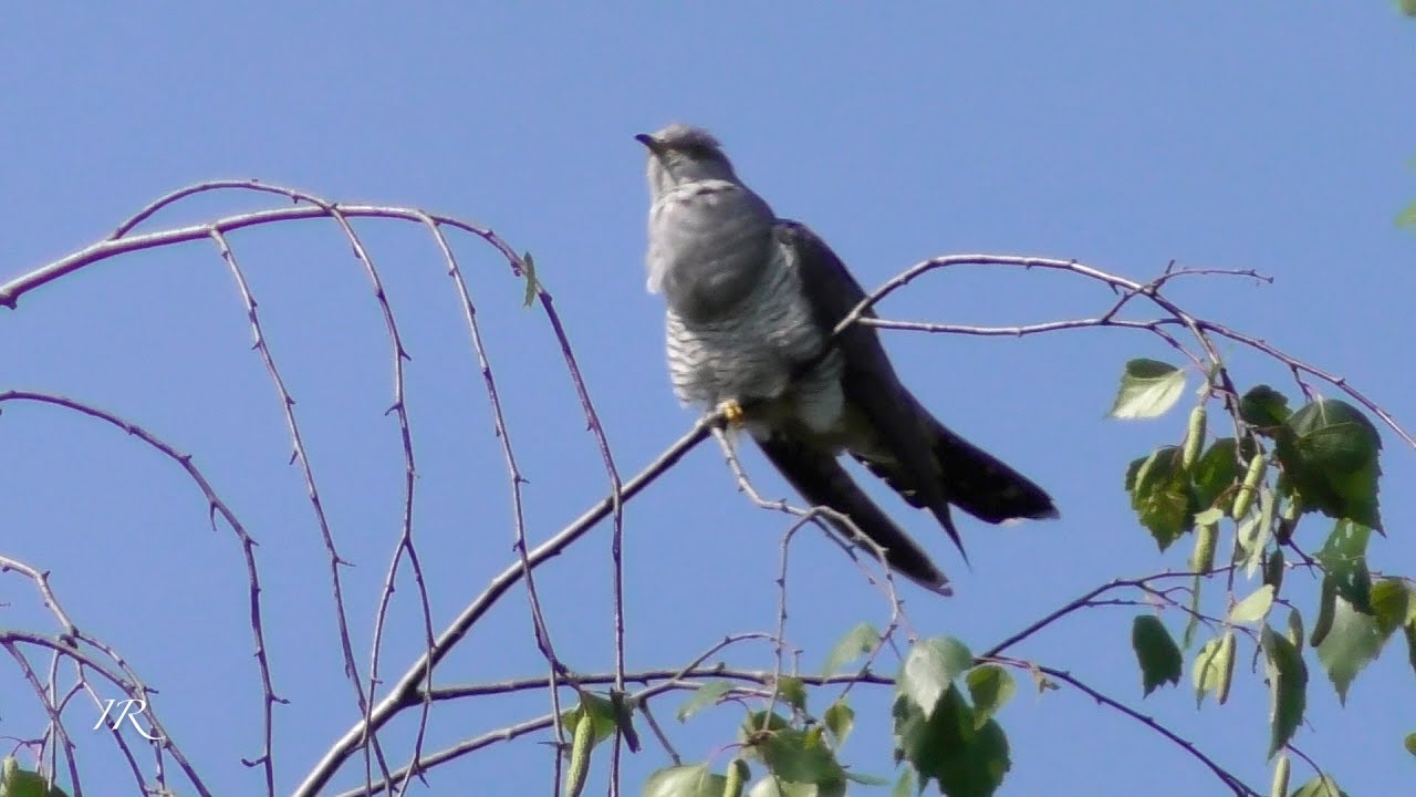 Common cuckoo calling (Cuculus canorus)