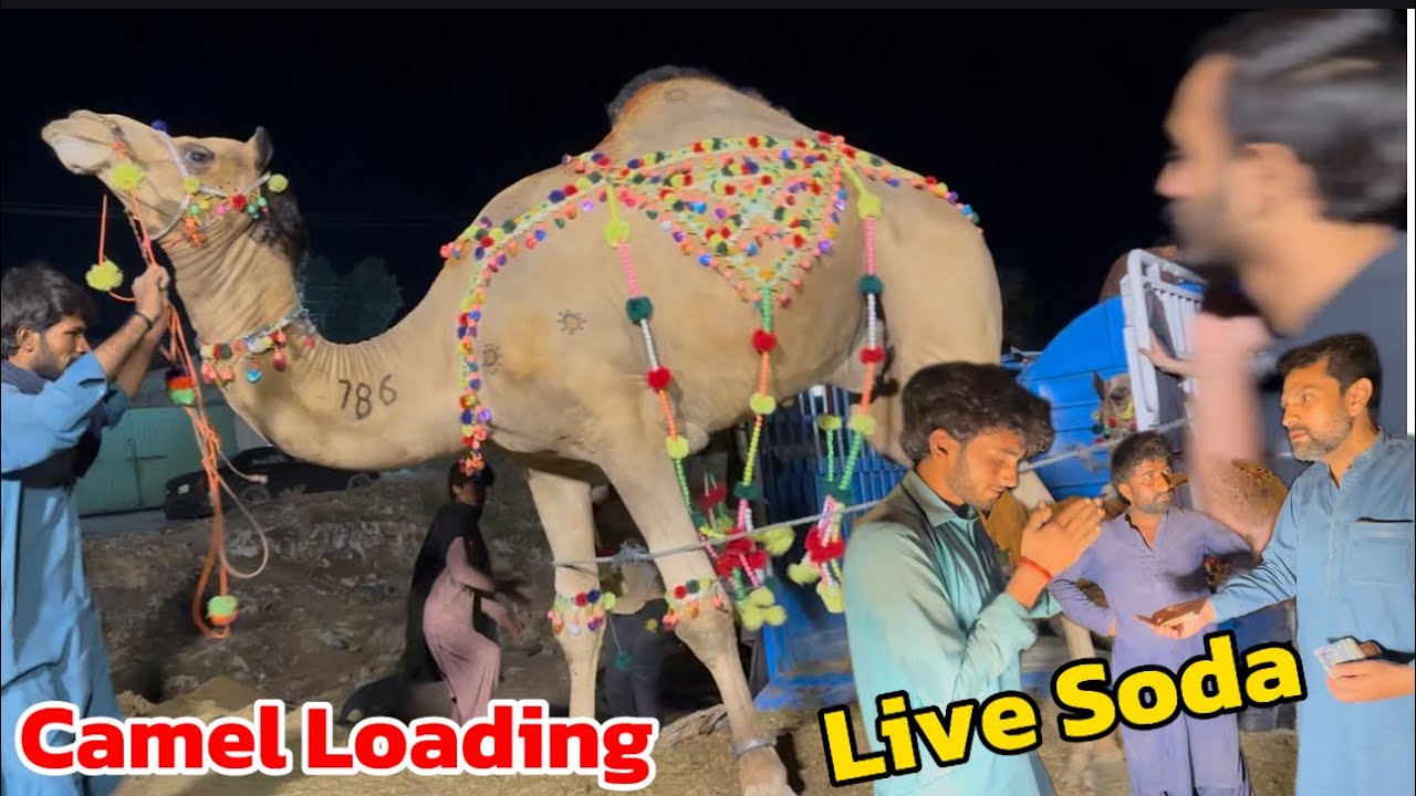 Camel loading | Live Soda Camel Mandi shapur kanjra | qurbani 2025 LAHORI SHAUK Aamir Bhai