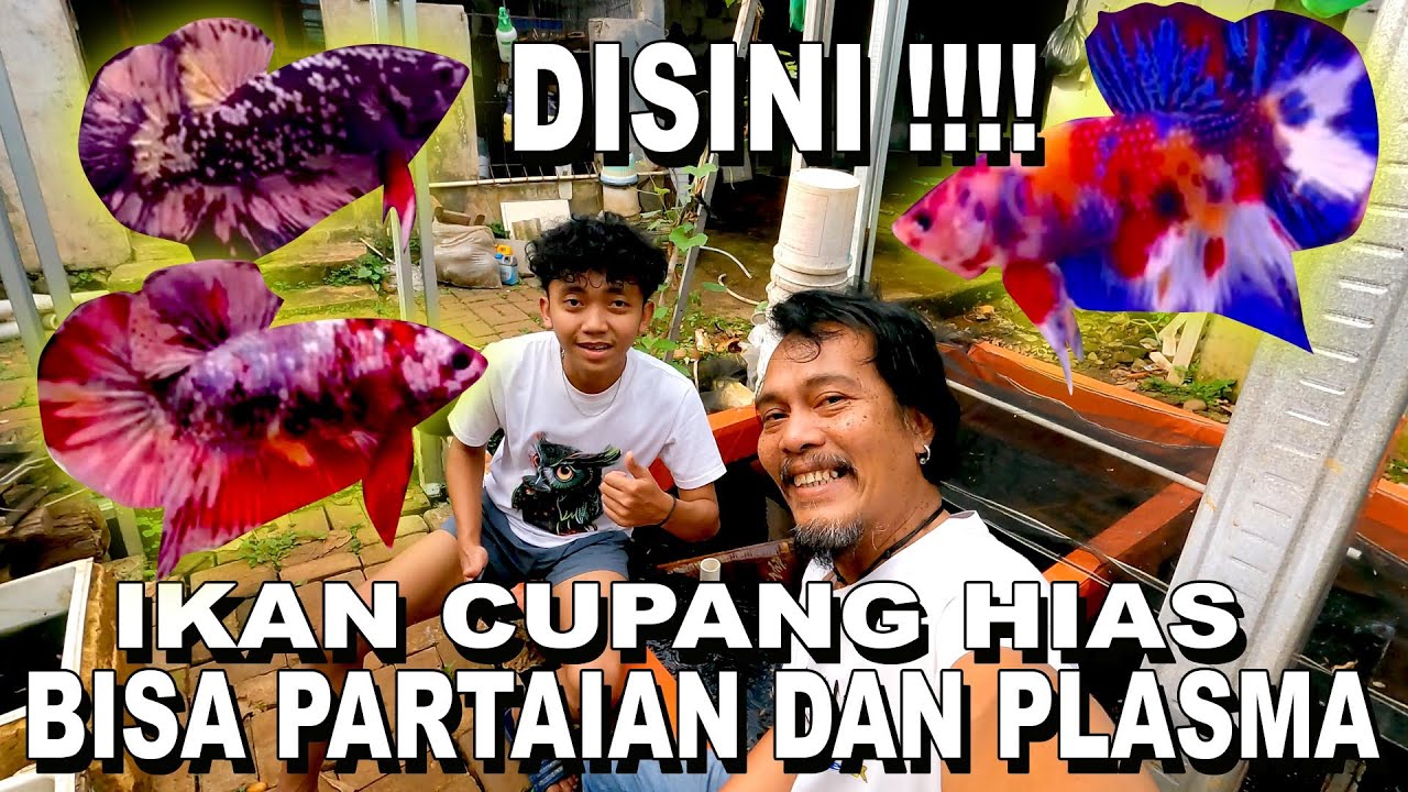 DISINI BISA PARTAIAN DAN PLASMA IKAN CUPANG HIAS