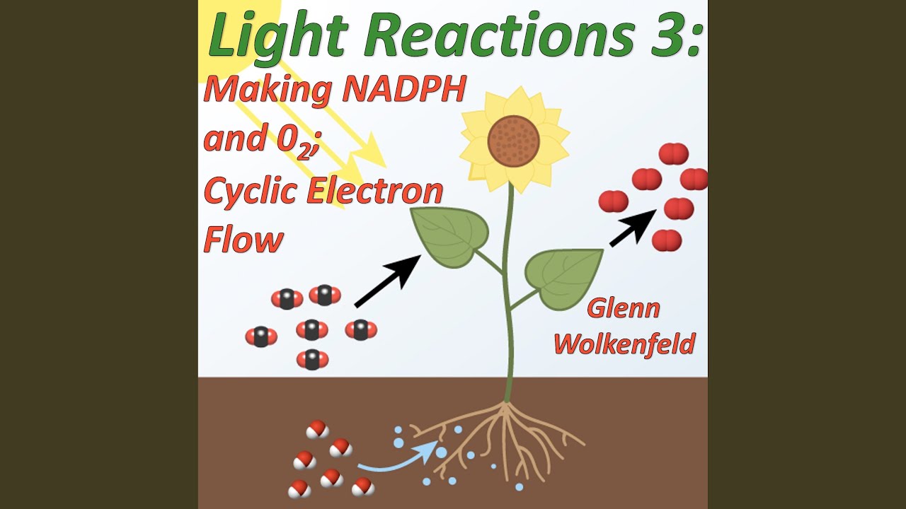 Light Reactions 3: Making Nadph and O2; Cyclic Electron Flow