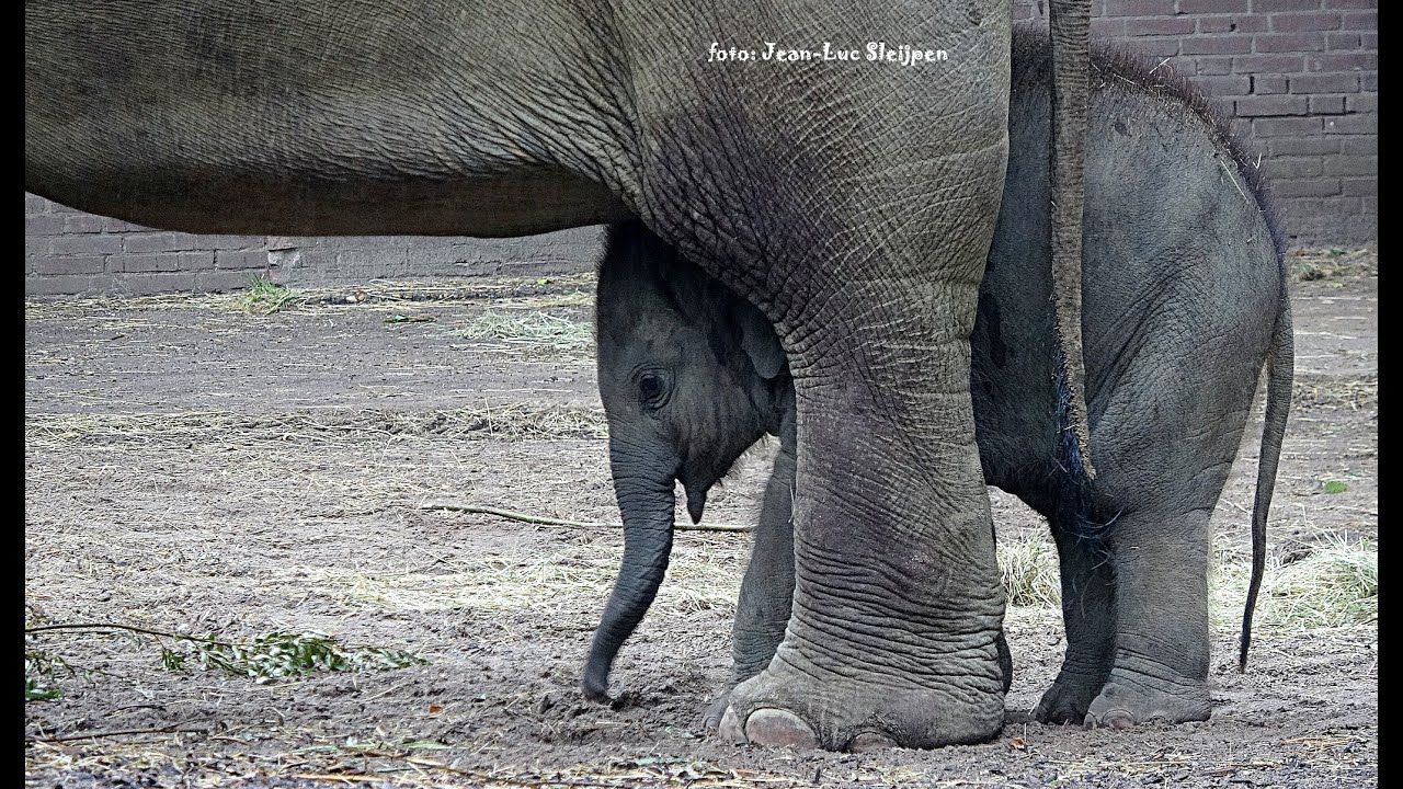 Artis - Elephant baby, sheltered from the rain between mom's legs