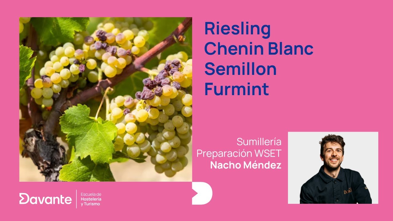SUMILLERÍA. Preparación WSET. Clase 3