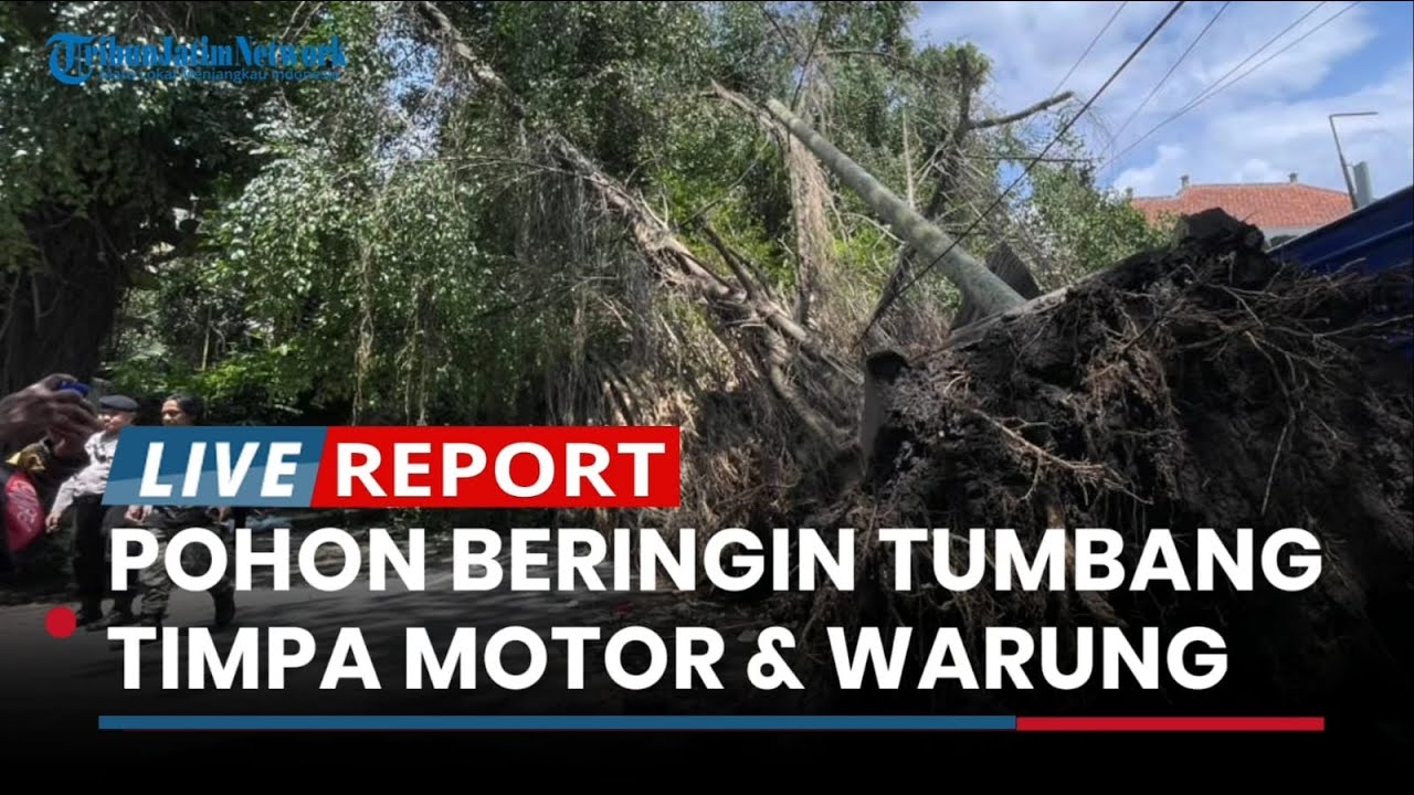 Pohon Beringin Tumbang di Jalan Merapi Kota Malang, Timpa Sepeda Motor dan Warung