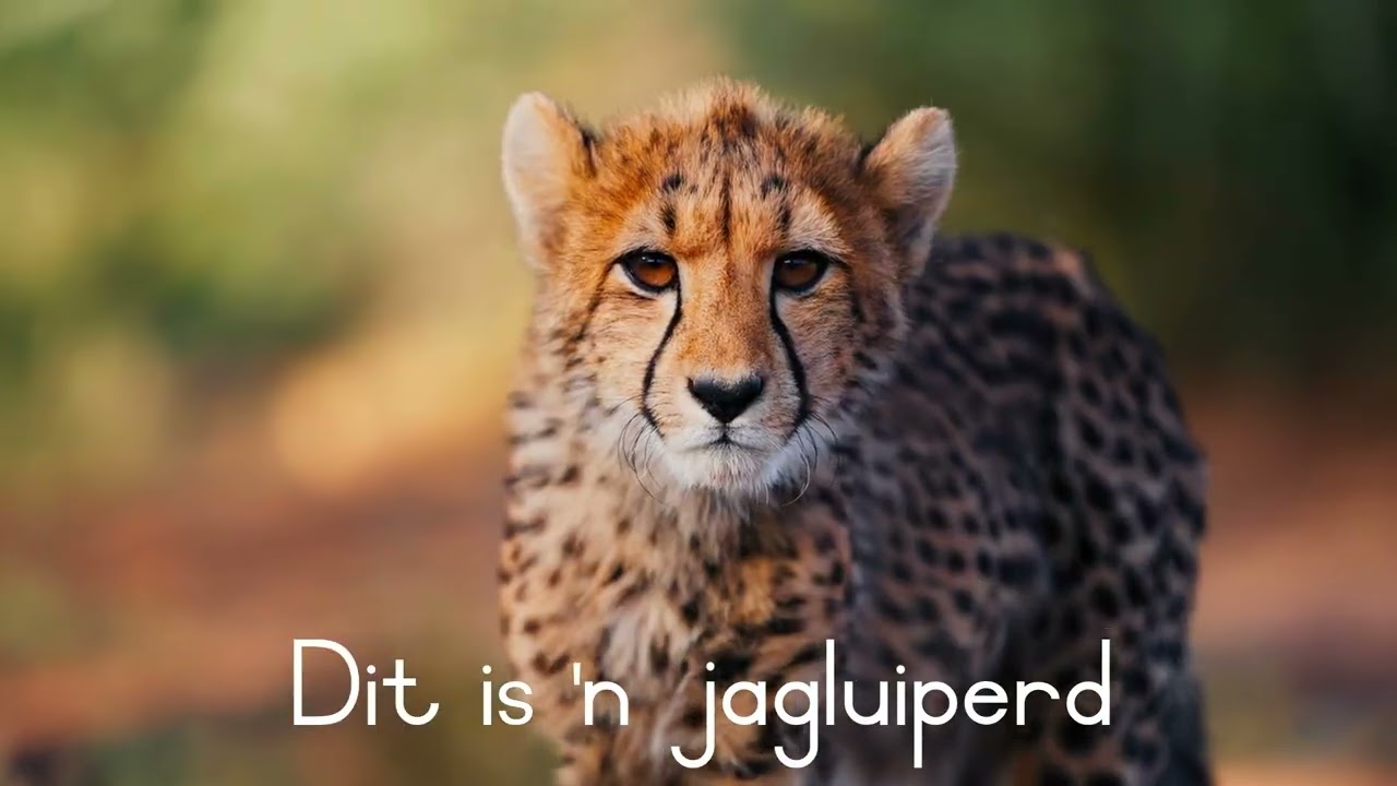 🌍🐾 Ontdek Wilde Diere in die Natuur 🦁🐘🐒