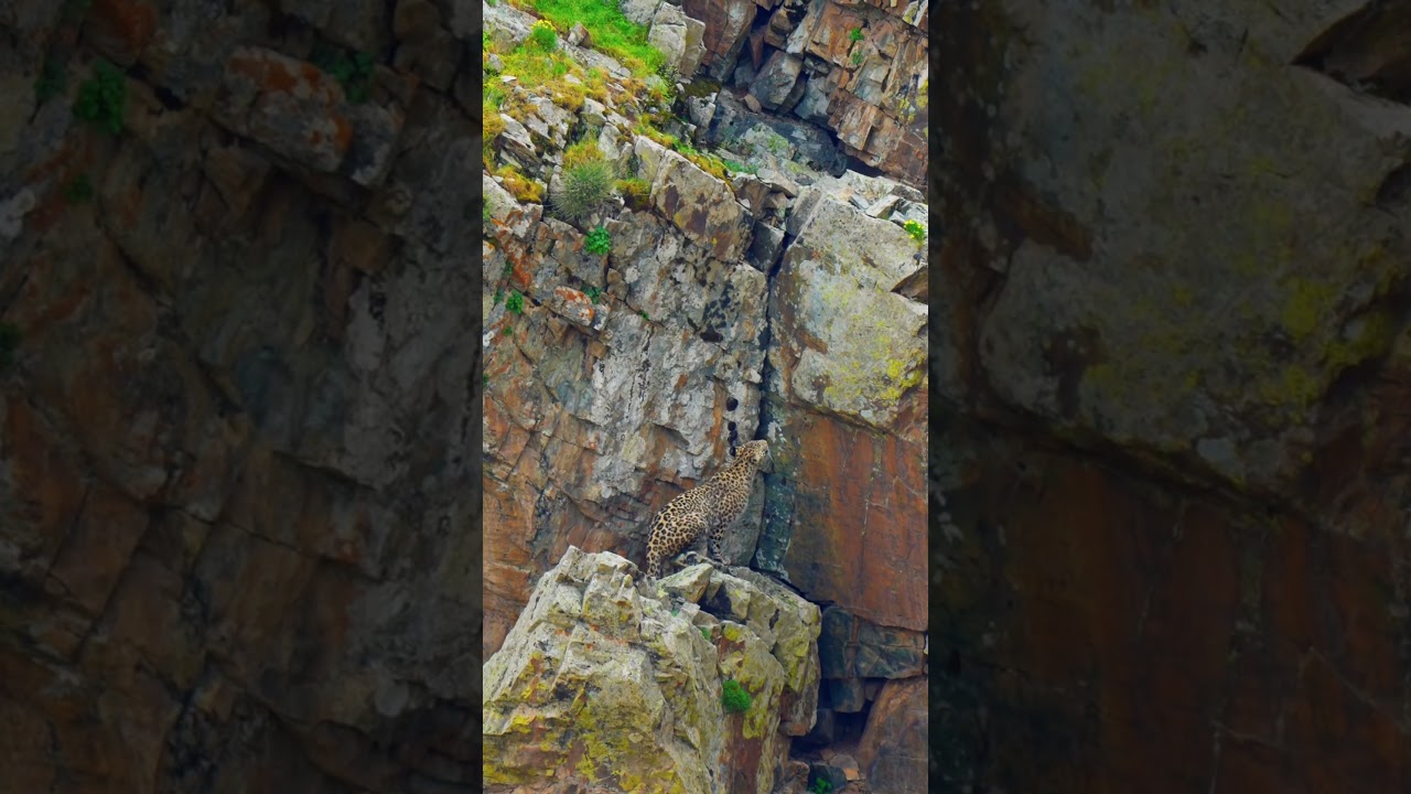 Discover the untamed beauty of Azerbaijan&rsquo;s wildlife 🐾