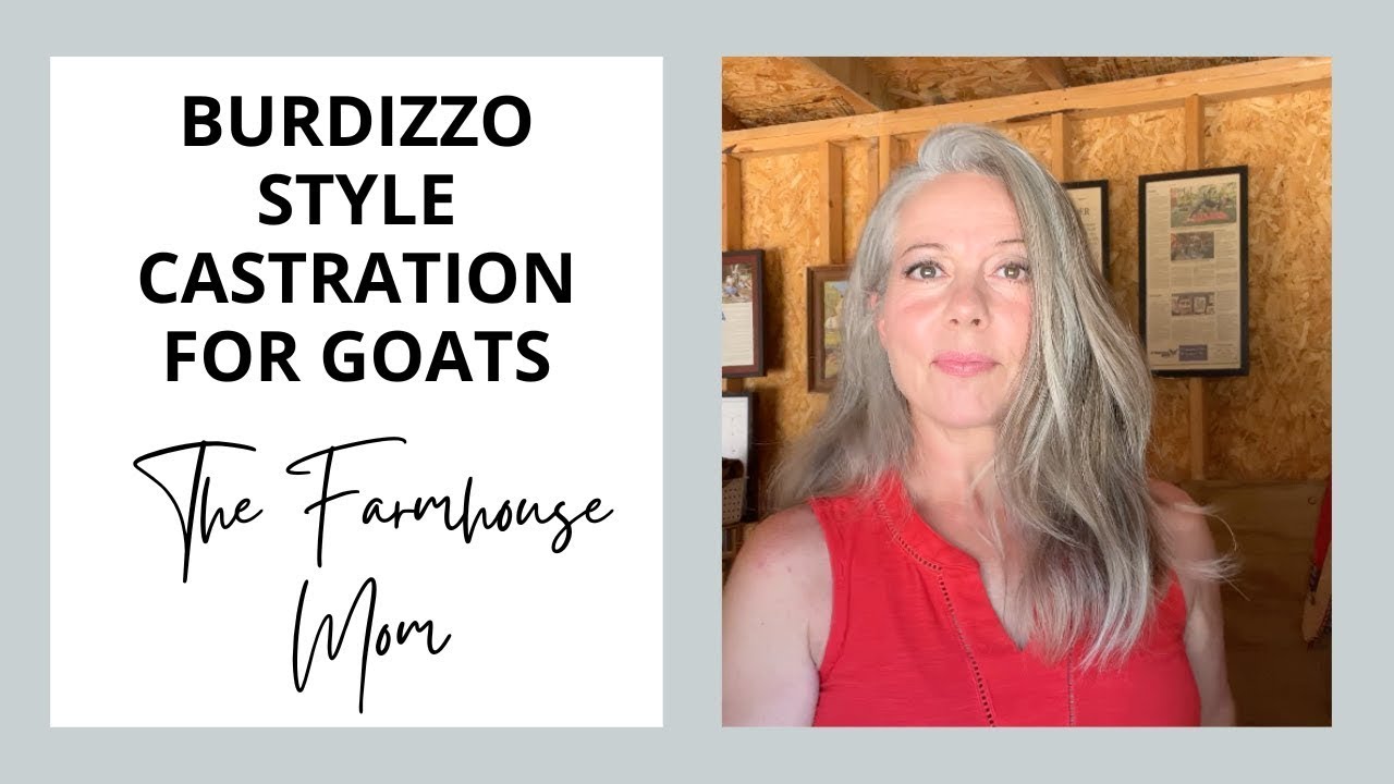 Burdizzo Method for Goats