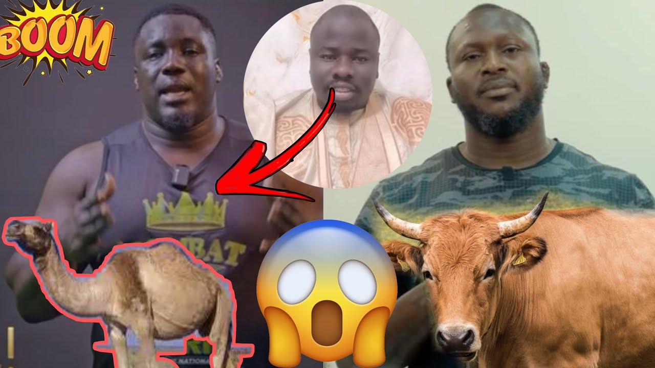 🔴Alahouakbar ,serigne Modou Kane borom diar gui waxna Kouy dane( combat bi thi niane lay diékhé…)