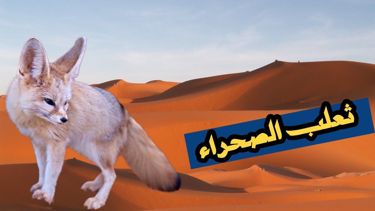 #ثعلب الصحراء#الفينيك#ملك الرمال الذي خلقه الله بـمكيف طبيعي# لا يشرب الماء ولا يحترق في الرمال