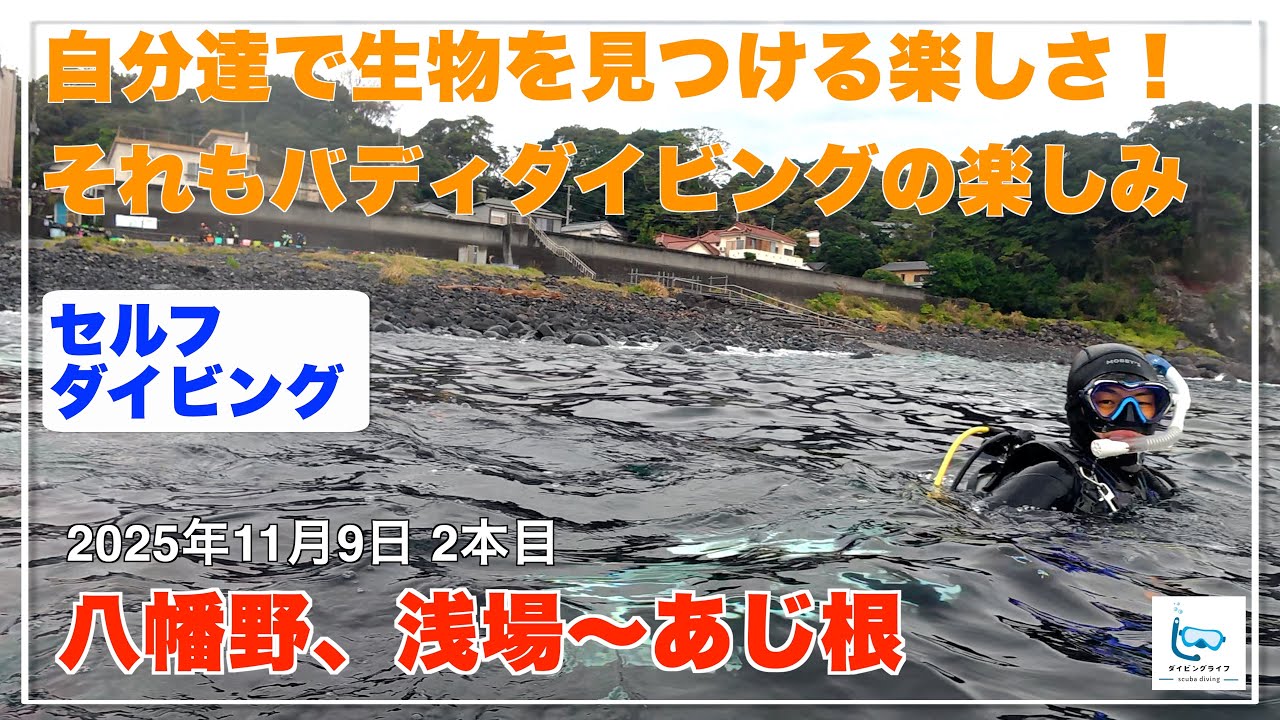 八幡野でバディダイビング！楽しみ方の一つは自分達で生物を見つける事です！【セルフダイビングvlog】