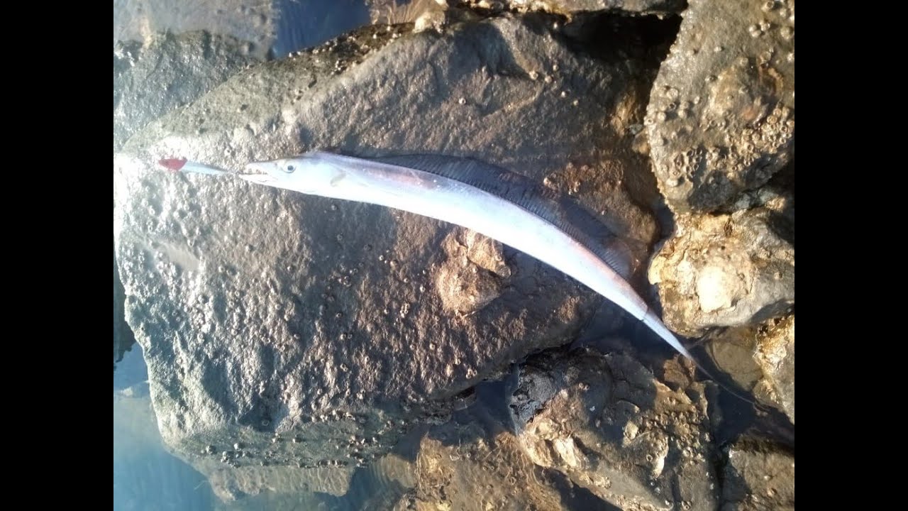 Catching walla walla at Durban Harbour Yacht Mole