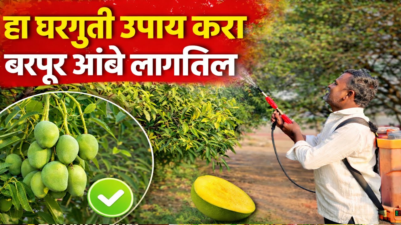 हा घरगुती उपाय करा बरपुर आंबे लागतील.
