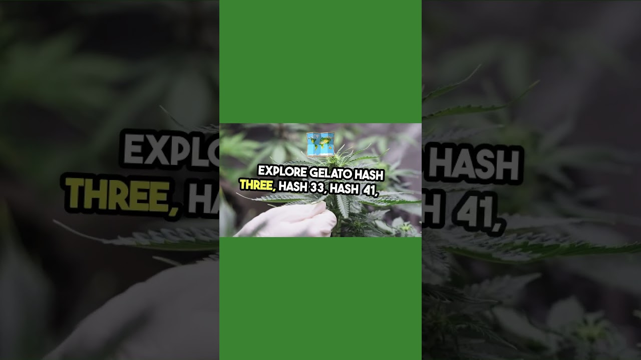 Gelato Strain Review: Perfect Balance of Euphoria & Relaxation! 🌿🍦