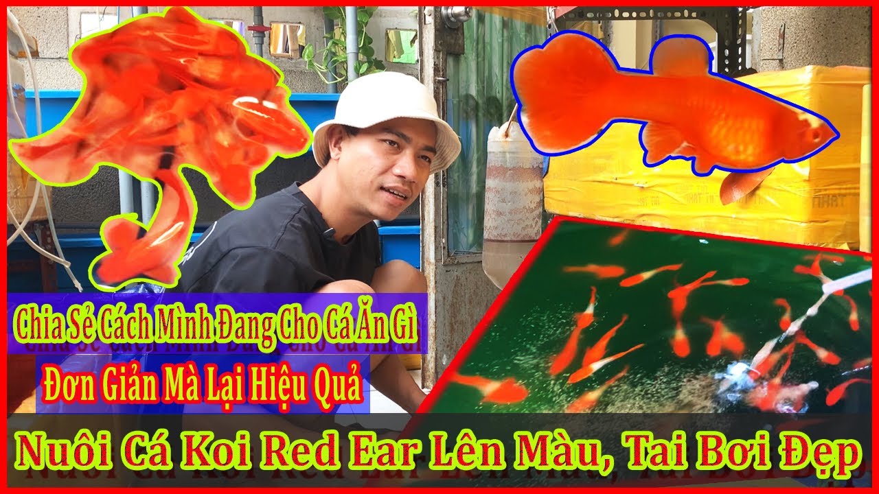 Nuôi cá koi red ear lên tai bơi màu đẹp, cách cho ăn của mình đơn giản mà lại hiệu quả |DLB Vlog