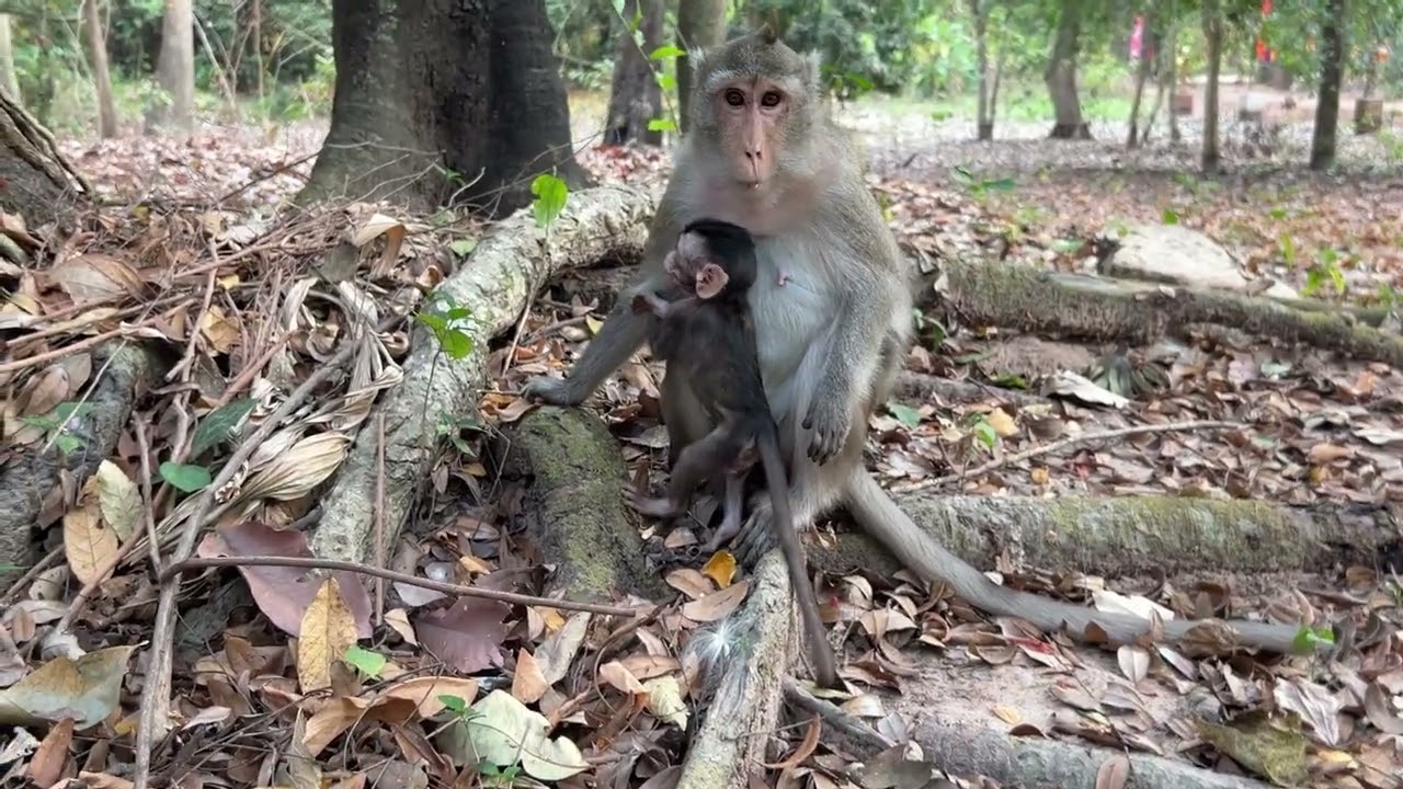 Beautiful mom Anna and Amina  | please help subscribe new channel @BuBuMonkeyTV 