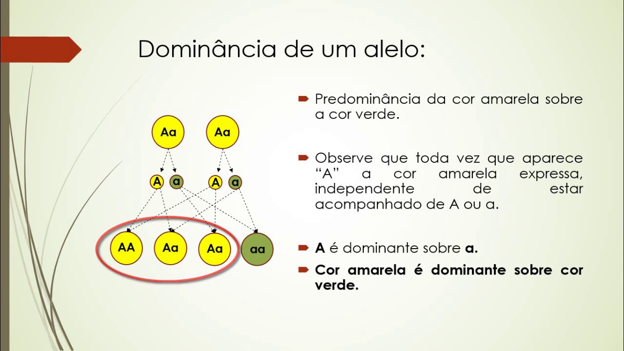 1ª Lei Mendel - Melhor Explicação!