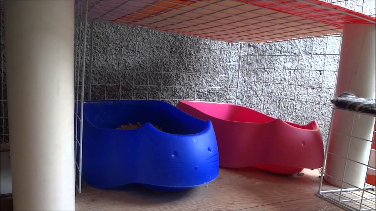Dicas de condomínio para coelhos