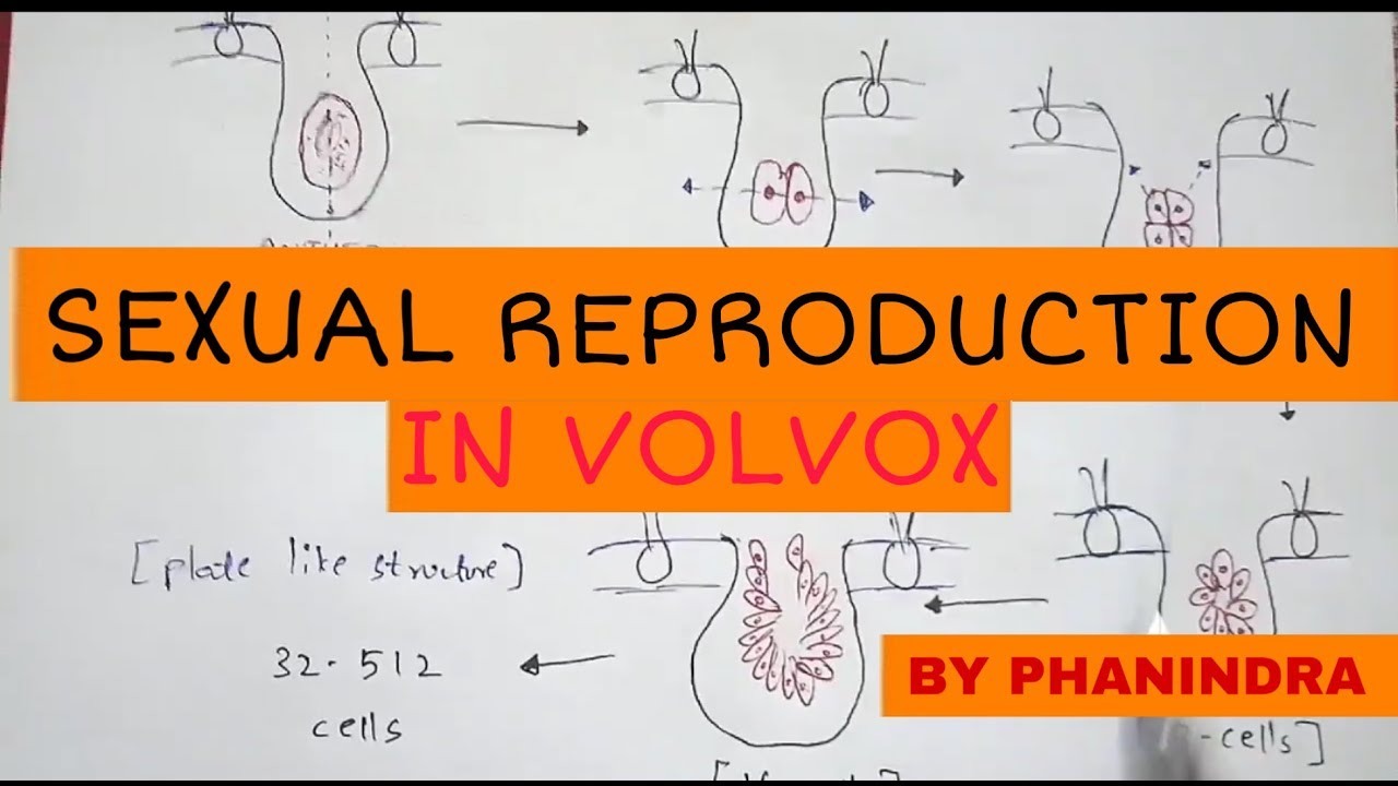 Половое размножение у Volvox || Автор: Фаниндра Гупта