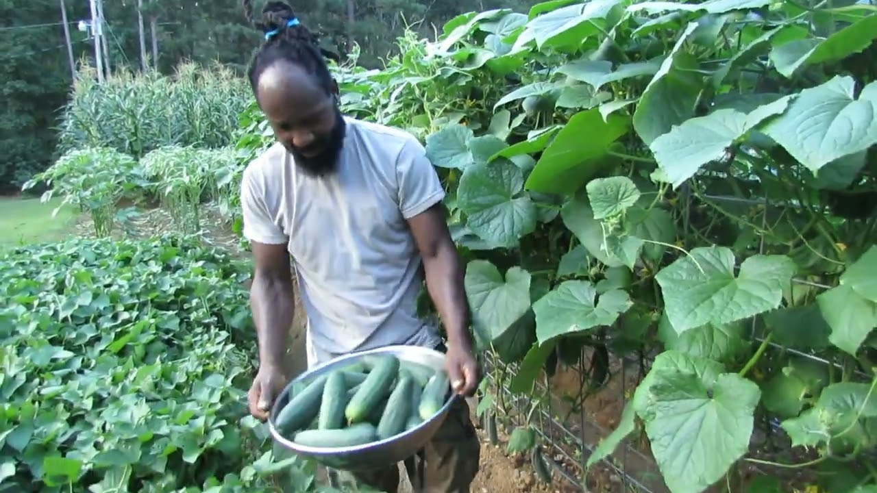 Harvesting Cucumber (2nd Crop)