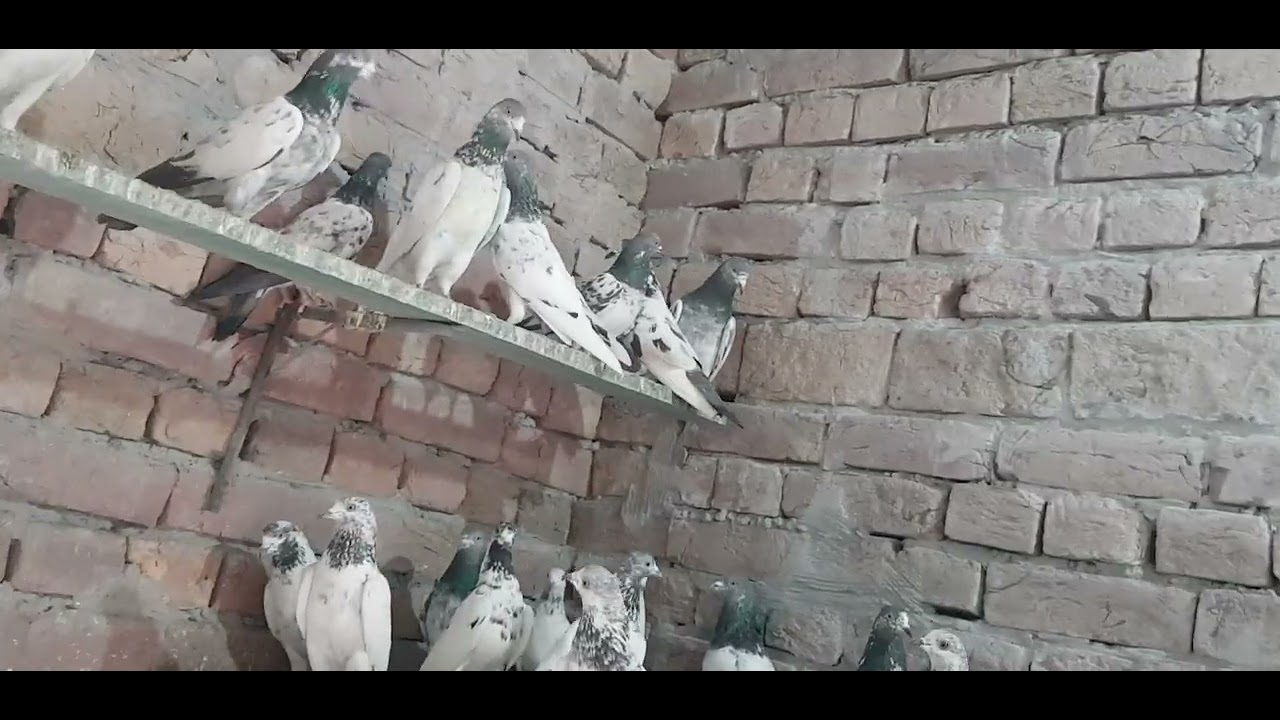 Highflyer jonsry faisalabadi kabootr for sale in faisalabad ali(03106058000.watsap)