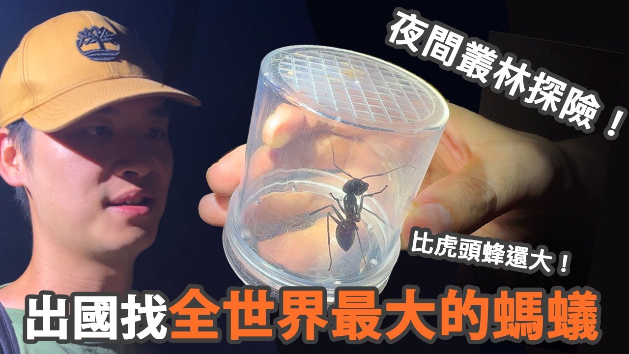 比虎頭蜂還大！找世界最大的螞蟻！巢穴曝光！【馬來西亞Vlog】