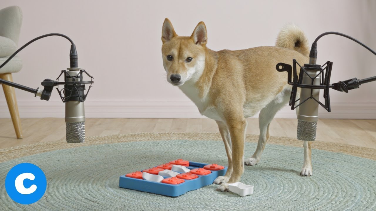 ASMR Dogs Play with Dog Toys | Chewy