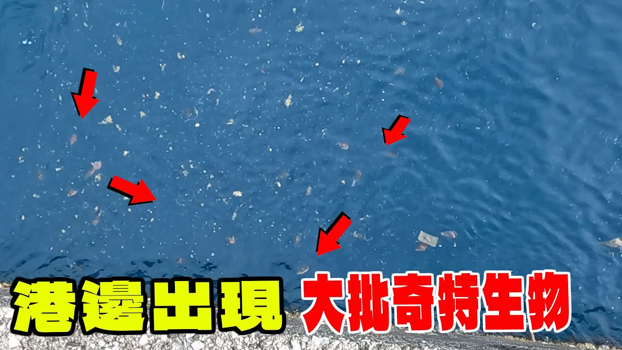 台灣北部港邊出現大量奇特生物 大量魚群靠岸 釣客釣滿地的魚 幾乎竿竿咬 基隆白燈岸拋 鐵板 弓角 【漁樂爽報】Fishing Fun NEWS EP165  #釣魚 #钓鱼 #北部釣點