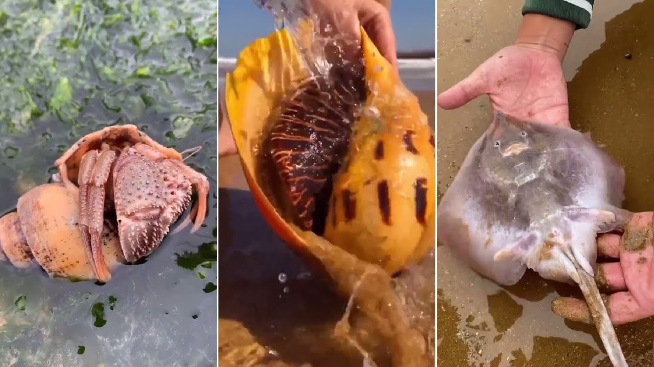 Bass fishing Sea fishing video Amazing fishing Village fishing Fish videos 🐡🐬🐠🦀 Ep-88