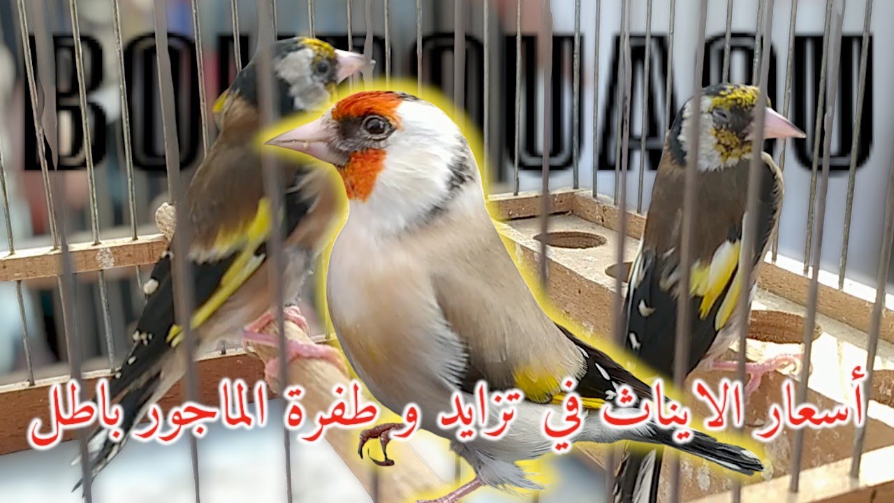 شاهد ارتفاع سعر انثى الحسون لموسم 2025 | الماجور يغزوا سوق بودواو