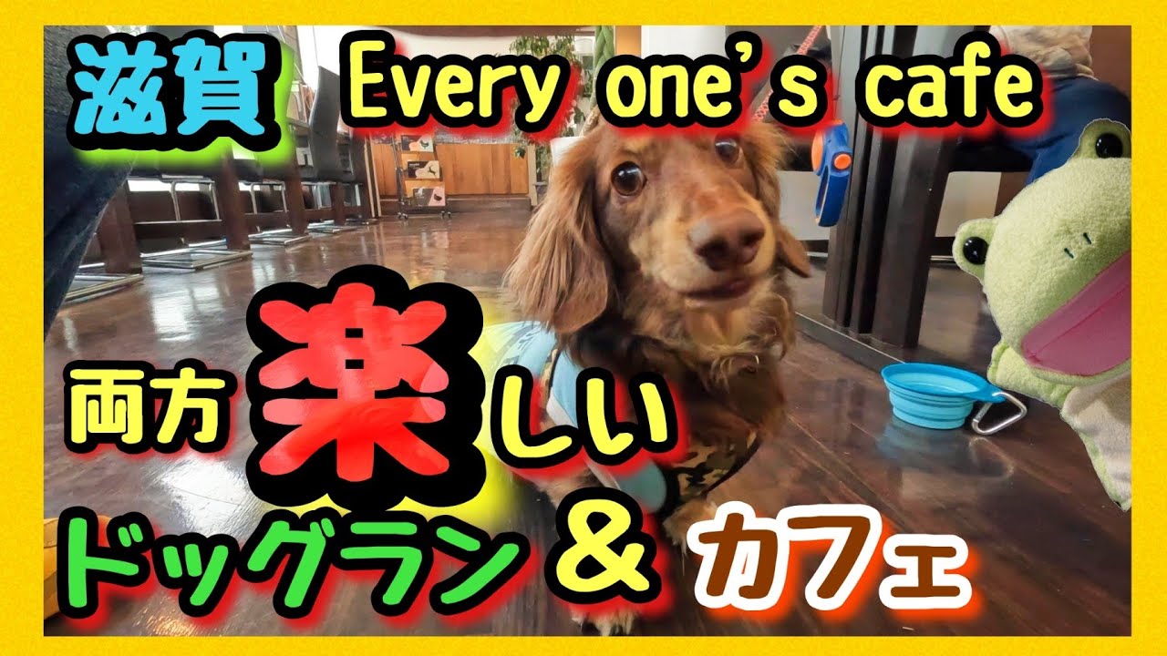 【 滋賀県 Every one's cafe 】ドッグランとカフェ両方楽しめるドッグカフェ。 愛犬と楽しくお出かけ。